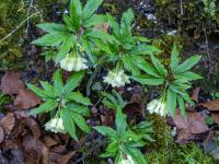 Gruppe von Quirlblättrigem Zahnwurz